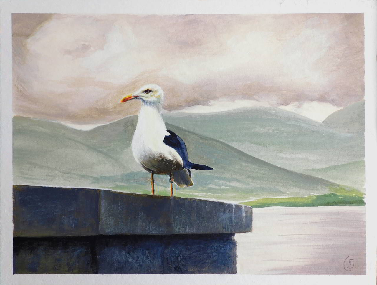 Skye Aileana Seagull - a bird portrait